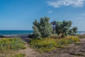 АкунаМатата 20