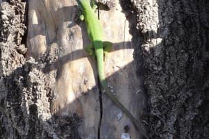 Вилла Бугаз. Дом с 4 спальнями 4