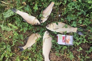 Шале Бунгало. Шале 4-местный  10