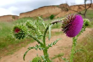 Guest House Shafran 5