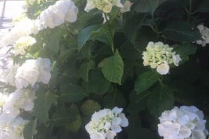 Вилла Life. Коттедж 9-местный Дом для отпуска 11