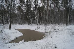 Лісова Перлина 8