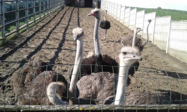 Наша оселя 12