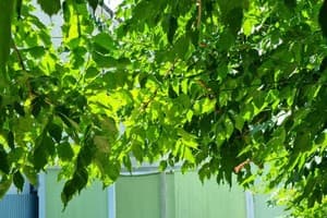 Мини-отель Вилла Клавдия. Стандарт двухместный  7