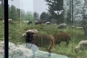 Коттедж Woodland_escape. Коттедж двухместный Wood lodge 14